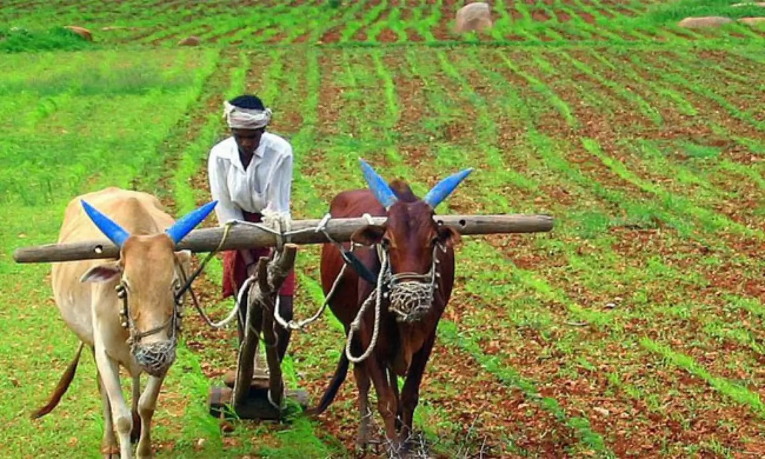అమెరికా వాణిజ్య కఠిన నిర్ణయాలు: భారతీయ వ్యవసాయంపై ప్రభావం