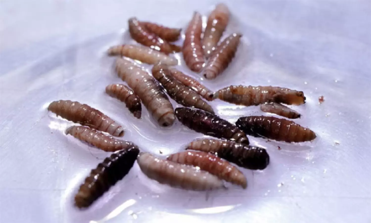 శరీరాన్ని తినే కొత్త జీవి.. అమెరికాను వణికిస్తున్న కొత్త వ్యాధి!