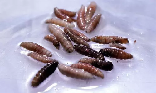 శరీరాన్ని తినే కొత్త జీవి.. అమెరికాను వణికిస్తున్న కొత్త వ్యాధి!