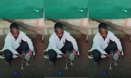 ఇదో నీలం కోడిగుడ్డు.. నిజాలు బయటపెట్టిన అధికారులు!