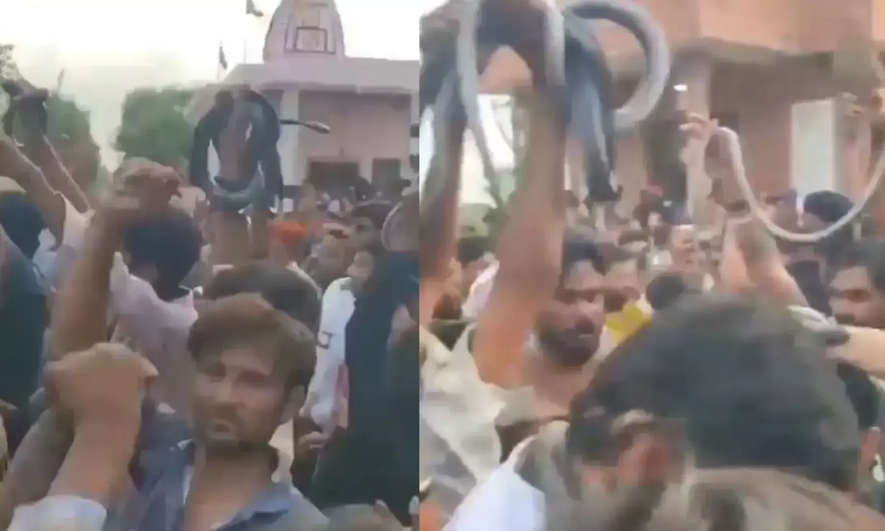 ఒళ్ళు గగుర్పొడిచే దృశ్యాలు.. బల్లులు, పాములతో లైవ్ డాన్స్.. ఎక్కడో తెలుసా?