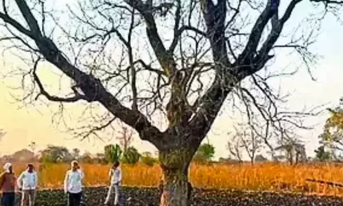 కేవలం 10 వేల చెట్టుకు కోటి రూపాయల పరిహారం ఎలా వచ్చిందంటే…