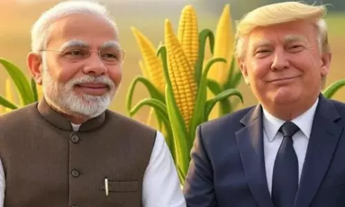 అమెరికా మొక్కజొన్నపై ఒత్తిడి.. భారత్‌ తలవంచాలా?