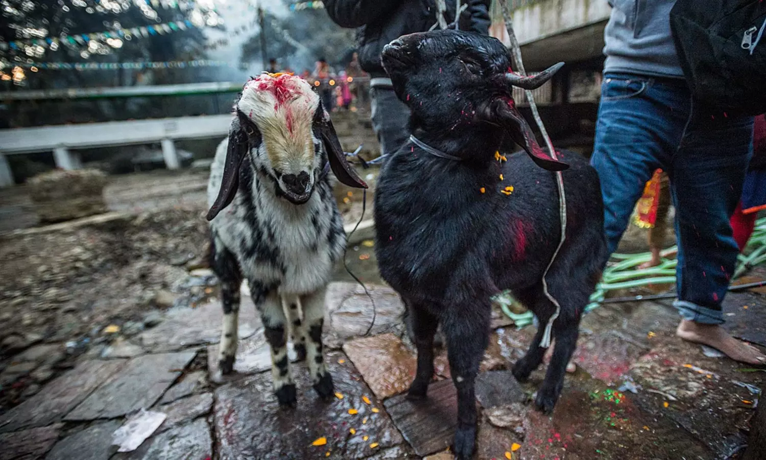 ఓర్నీ.. మొక్కు కోసం 151 మేకల్ని బలిచ్చాడు
