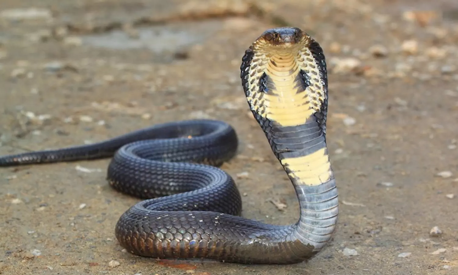 నల్లత్రాచును నోటితో కొరికేసి.. పక్కలో వేసుకుని.. ఆ తర్వాత ఏం జరిగిందంటే..?