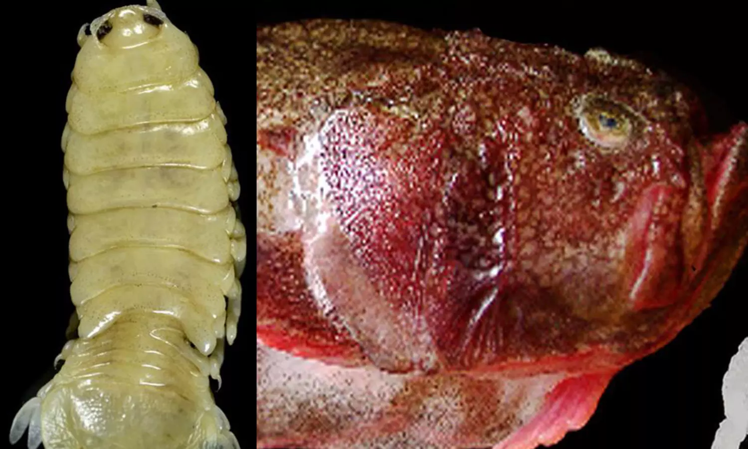 సముద్ర గర్భంలో కొత్త పరాన్నజీవి.. మానవులకు డేంజర్ ఉందా..? సముద్ర గర్భంలో కొత్త పరాన్నజీవి.. మానవులకు డేంజర్ ఉందా..?