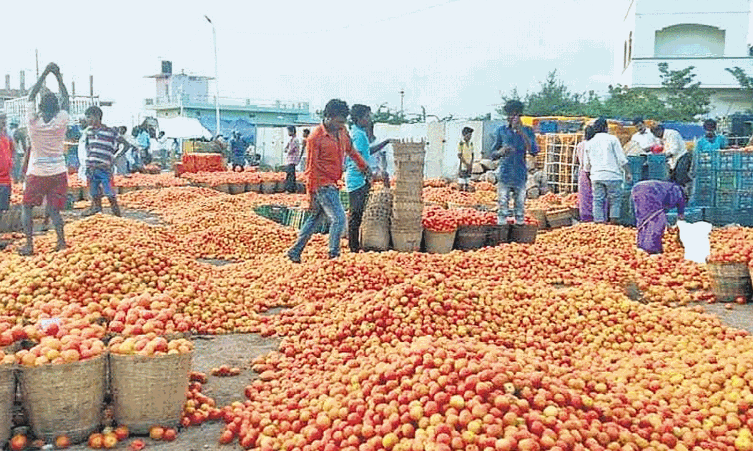 కేజీ టమోటా రూపాయి.. రైతుల కంట కన్నీళ్లు పెట్టిస్తున్న ధర కేజీ టమోటా రూపాయి.. రైతుల కంట కన్నీళ్లు పెట్టిస్తున్న ధర