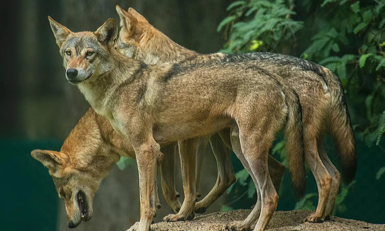 బహరాయిచ్ తోడేళ్లు అక్కడి నుంచే వచ్చాయా..?