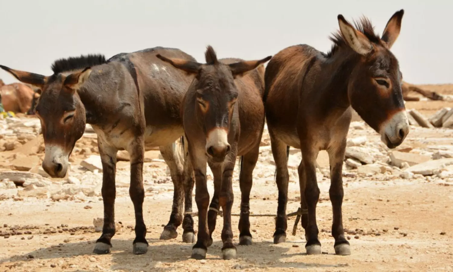 చైనా కోసం పాకిస్థాన్  గాడిదల వ్యాపారం..  అగ్రిమెంట్  ఇదే!