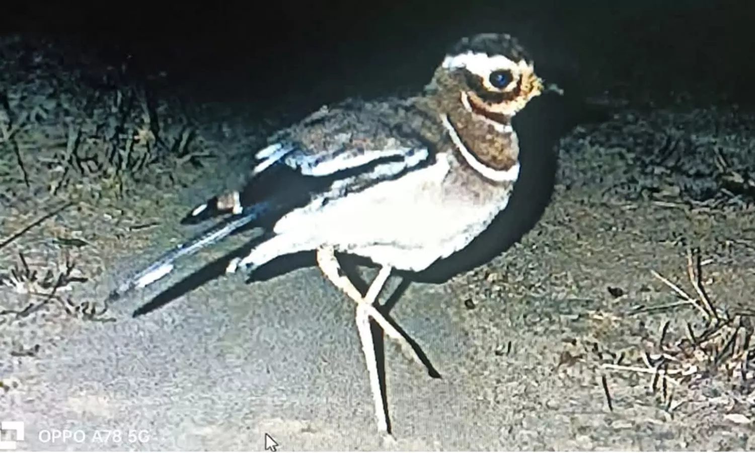 రూ.50 కోట్లు ఖర్చు... అట్టుంటాది కలివికోడి తోని!