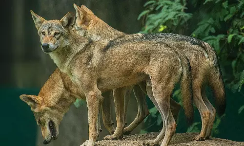 బహరాయిచ్ తోడేళ్లు అక్కడి నుంచే వచ్చాయా..?