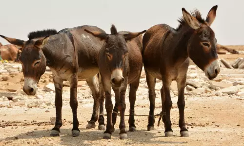 చైనా కోసం పాకిస్థాన్  గాడిదల వ్యాపారం..  అగ్రిమెంట్  ఇదే!