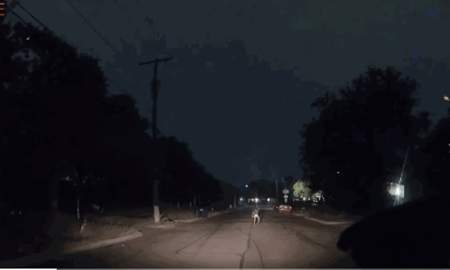 ఉలిక్క పడ్డ ఊబర్  డ్రైవర్... ఎదురొచ్చిన  వింత జీవి వీడియో వైరల్!