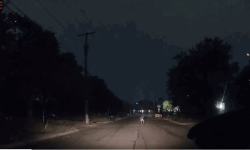 ఉలిక్క పడ్డ ఊబర్  డ్రైవర్... ఎదురొచ్చిన  వింత జీవి వీడియో వైరల్!