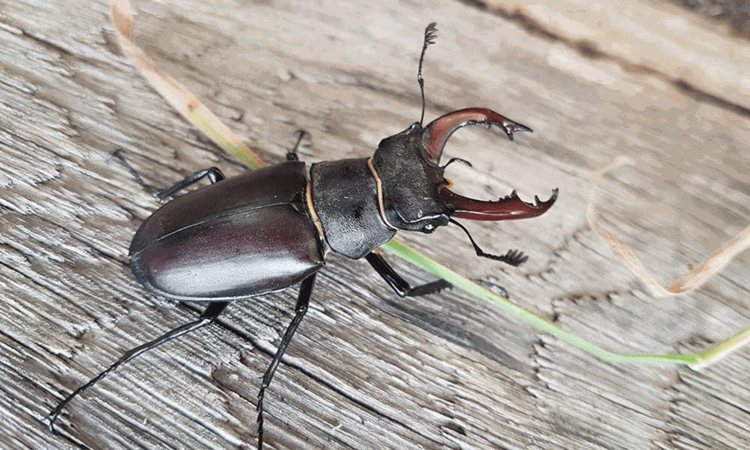 ఈ కీటకం ఖరీదు సుమారు కోటి రూపాయలు.. స్పెషాలిటీ ఇదే!