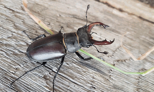 ఈ కీటకం ఖరీదు సుమారు కోటి రూపాయలు.. స్పెషాలిటీ ఇదే!