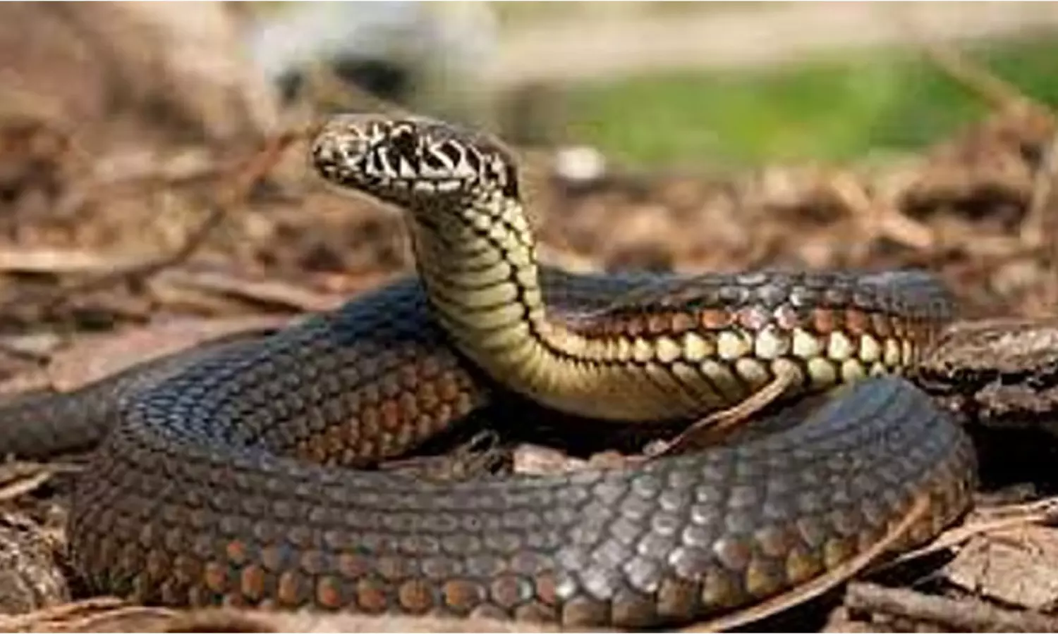 రాత్రి పాములా మారుతున్న భార్య..