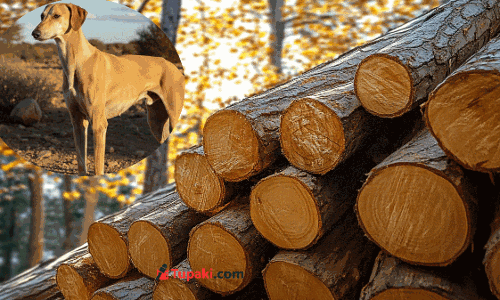 పుష్పకు చెక్ పెట్టేస్తున్న హంటర్ డాగ్