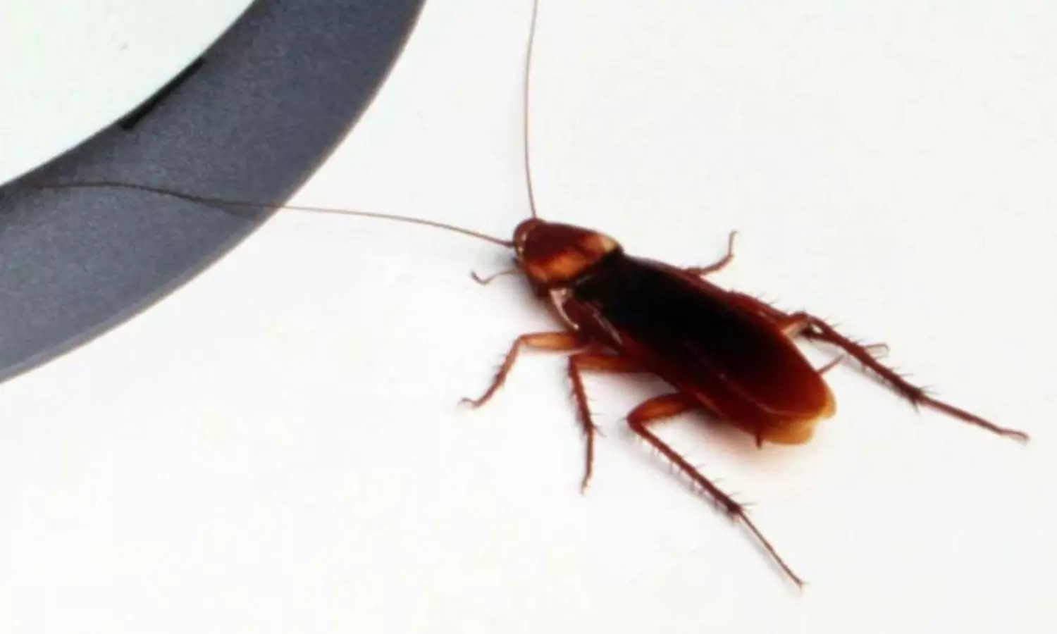 బొద్దింకను చంపాలనుకుంది.. మంటల్లో కాలిపోయింది! బొద్దింకను చంపాలనుకుంది.. మంటల్లో కాలిపోయింది!