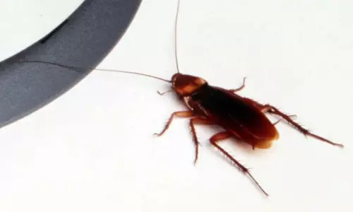 బొద్దింకను చంపాలనుకుంది.. మంటల్లో కాలిపోయింది!