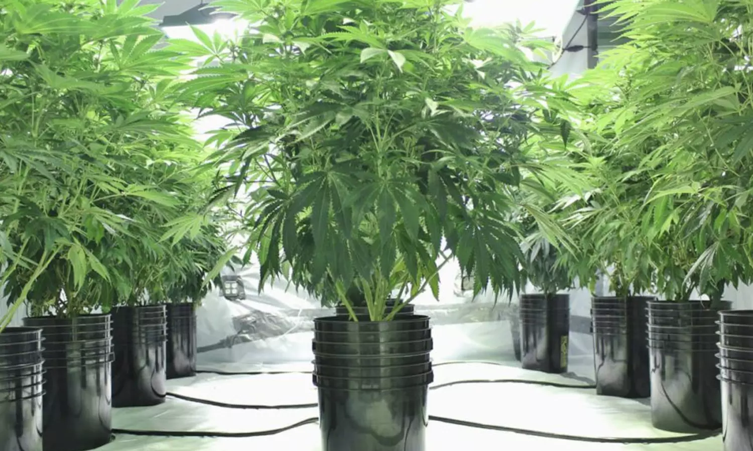 కేజీ రూ.కోటి.. మహా డేంజర్ ఈ హైడ్రోపోనిక్ గంజాయి కేజీ రూ.కోటి.. మహా డేంజర్ ఈ హైడ్రోపోనిక్ గంజాయి