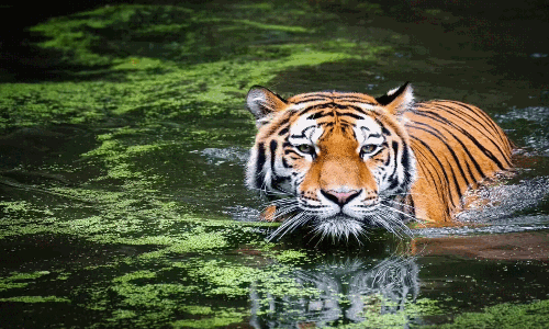 తోడు కోసం పులి తహతహ.. ప్రాణహిత నదిని దాటి,  తెలంగాణలోకి అడుగుపెట్టింది