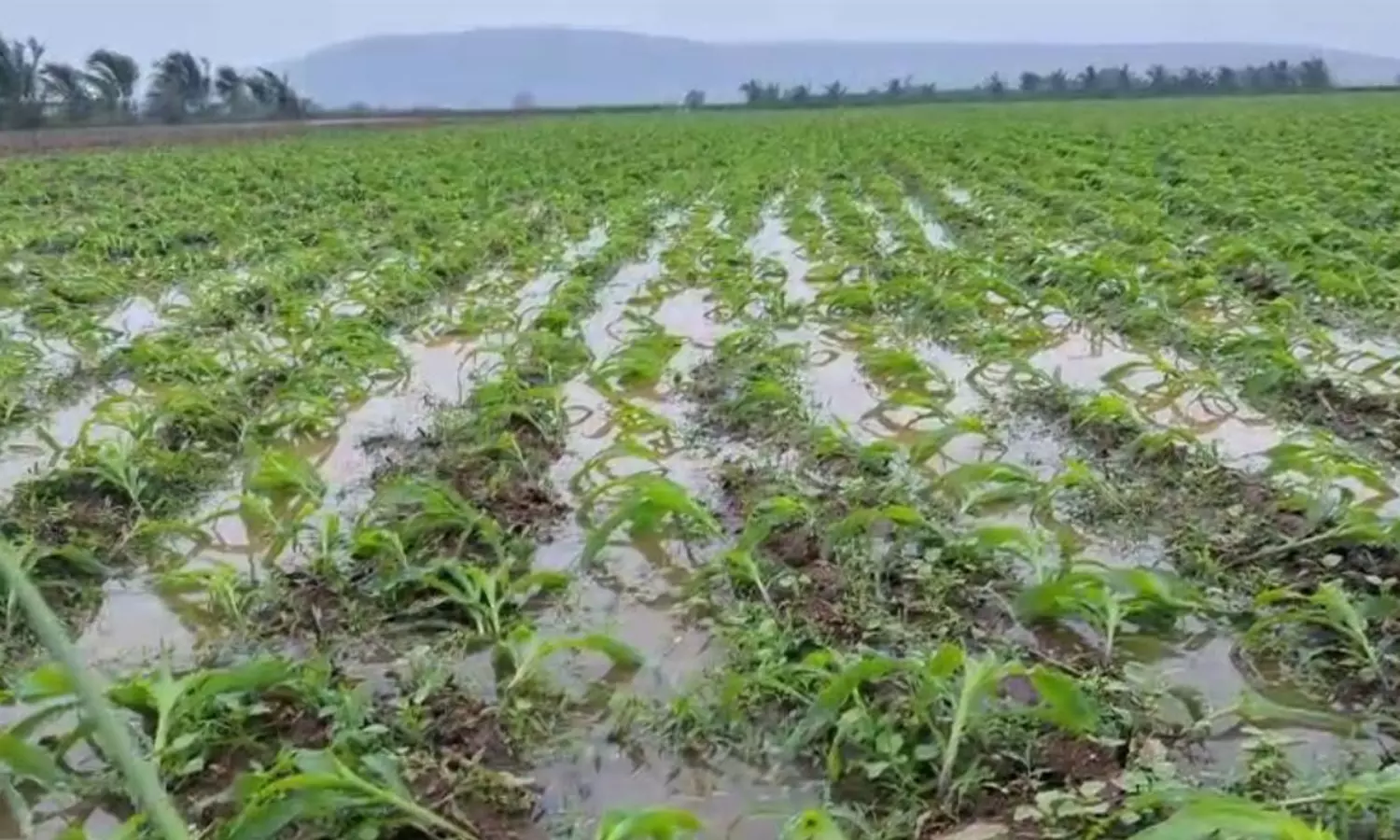 ఏపీని ముంచిన మొంథా.. నష్టం ఏ స్థాయిలో అంటే..!