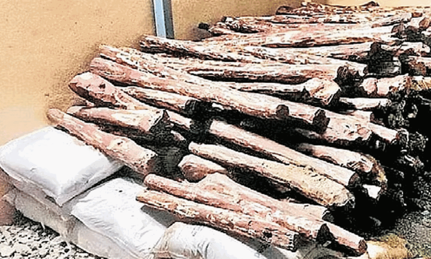 మేలురకం పోయే, నాసిరకం మిగిలే.. చందనం మార్కెట్  లో భారత్  కు ఏమైంది?