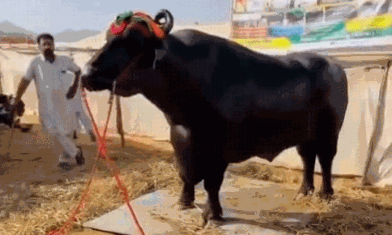 వీర్యంతో నెలకు రూ.5 లక్షల సంపాదన.. ఏమిటీ స్పెషల్!