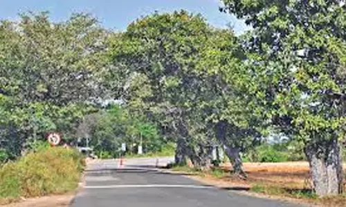 69 కి.మీ జాతీయ రహదారికి మర్రిశాపం.. ఐదేళ్లలో 211 మంది దుర్మరణం