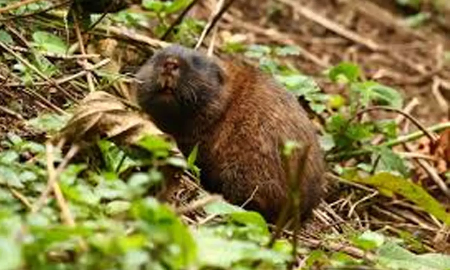 అమ్మో ఆఫ్రికన్ నత్తలు.. పల్లెల నుంచి హైదరాబాద్ వరకు ఒకటే దడ!