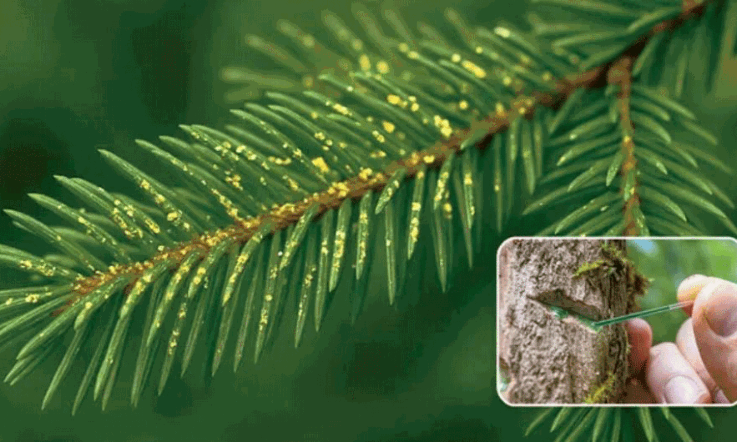 పెరట్లో పండనున్న బంగారం,  వెండి.. నమ్మకపోతే ఇది చూడండి!