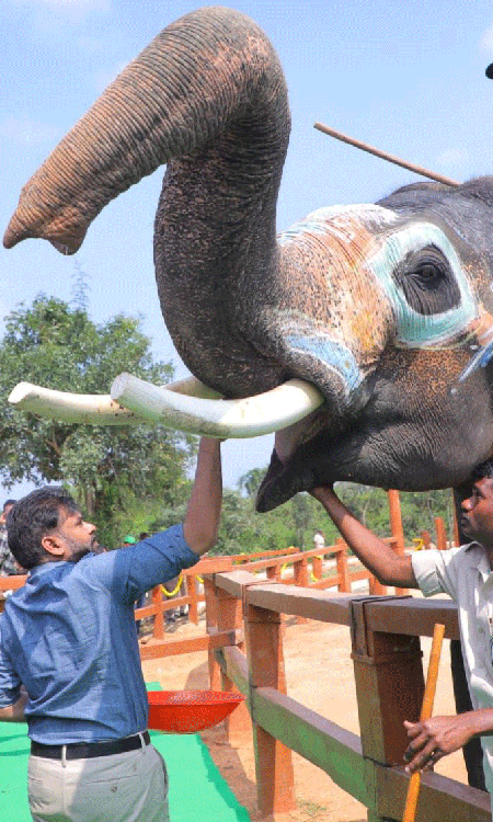 Shri Pawan Kalyan Visits Musalamadugu Kumki Elephant Training Centre