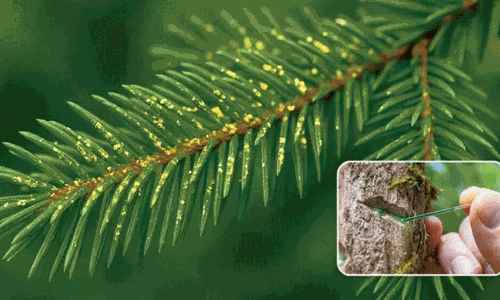 పెరట్లో పండనున్న బంగారం,  వెండి.. నమ్మకపోతే ఇది చూడండి!