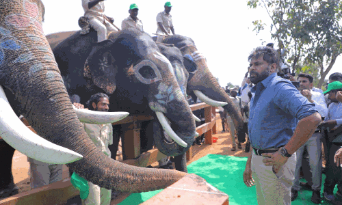 పవన్ మురిపెం...వాటి సంబరం