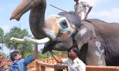Shri Pawan Kalyan Visits Musalamadugu Kumki Elephant Training Centre