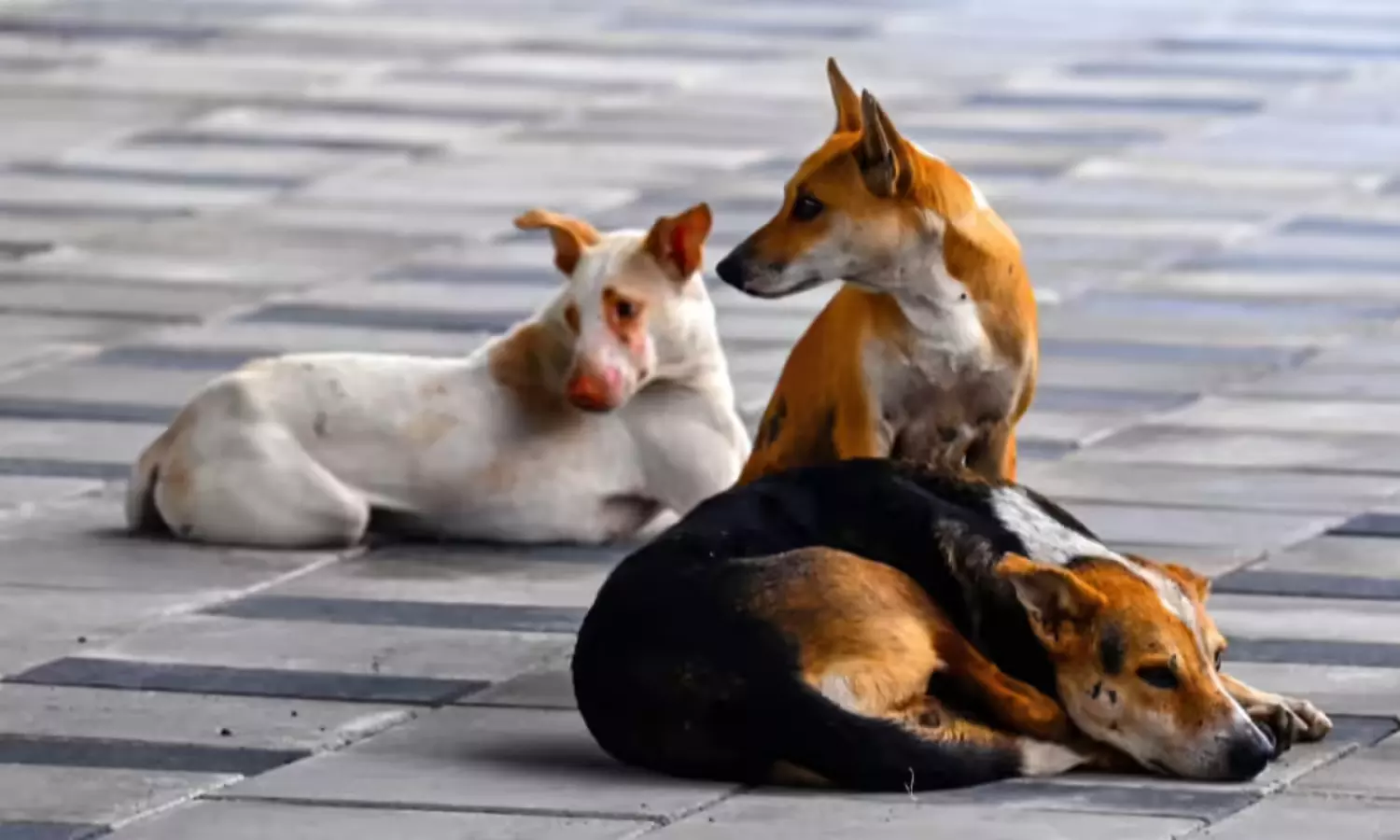 భార్యంటే భయపడుతోన్న  భర్త... తెరపైకి షాకింగ్  రీజన్!