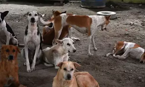 వీధి కుక్కల లెక్క చూస్తే  షాక్ ....ఏపీ సర్కార్ అలెర్ట్