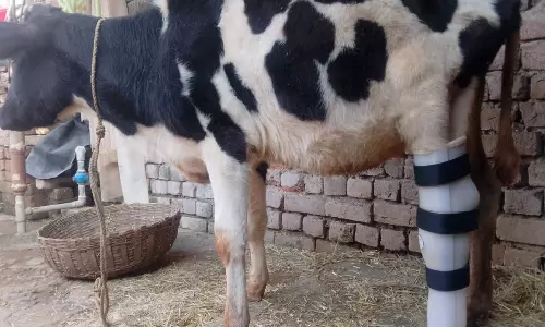 దట్ ఈజ్ ఇండియా... ఆపరేషన్ సిందూర్ లో గాయపడిన గౌరీకి కొత్త జీవితం!