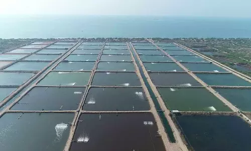 అక్వాలో సిక్కోలే కింగ్.. దేశంలోని తొలి ఏఐ అక్వా పార్కు