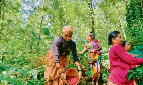 అరకు కాఫీ రైతు పంట పండింది