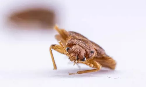 కొత్త విషయం... క్రైమ్  డిటెక్టివ్  లుగా దుప్పట్లో శత్రువులు!