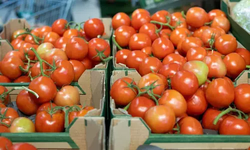 టమాటా మోత...సెంచరీకి చేరువలో