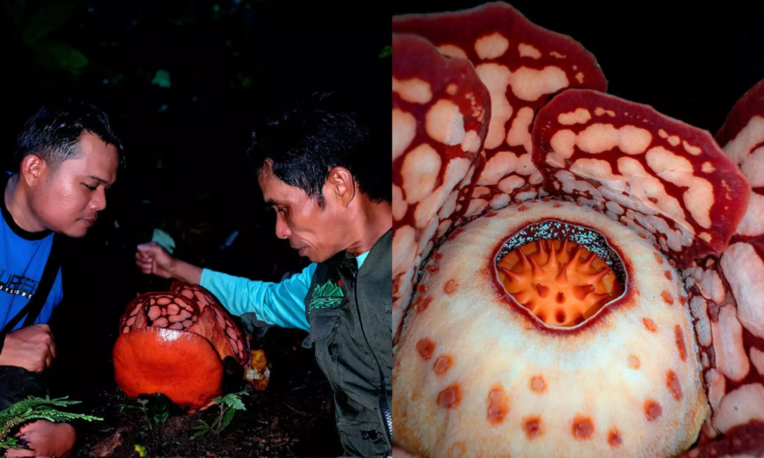 మనుషుల కంటే పులులే ఎక్కువగా  చూసిన పువ్వు.. మీరూ చూస్తారా?