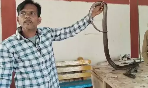 నాగుపామును సేవ్ చేసేందుకు 80 కుట్లు