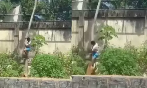 వైరల్ వీడియో : సింహంతో ఆట చివరికి...!