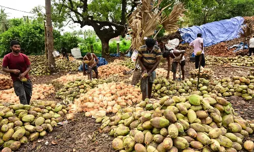 ఎంపీ టాక్‌: పార్ల‌మెంటుకు చేరిన‌.. కోన‌సీమ కొబ్బ‌రి.. !