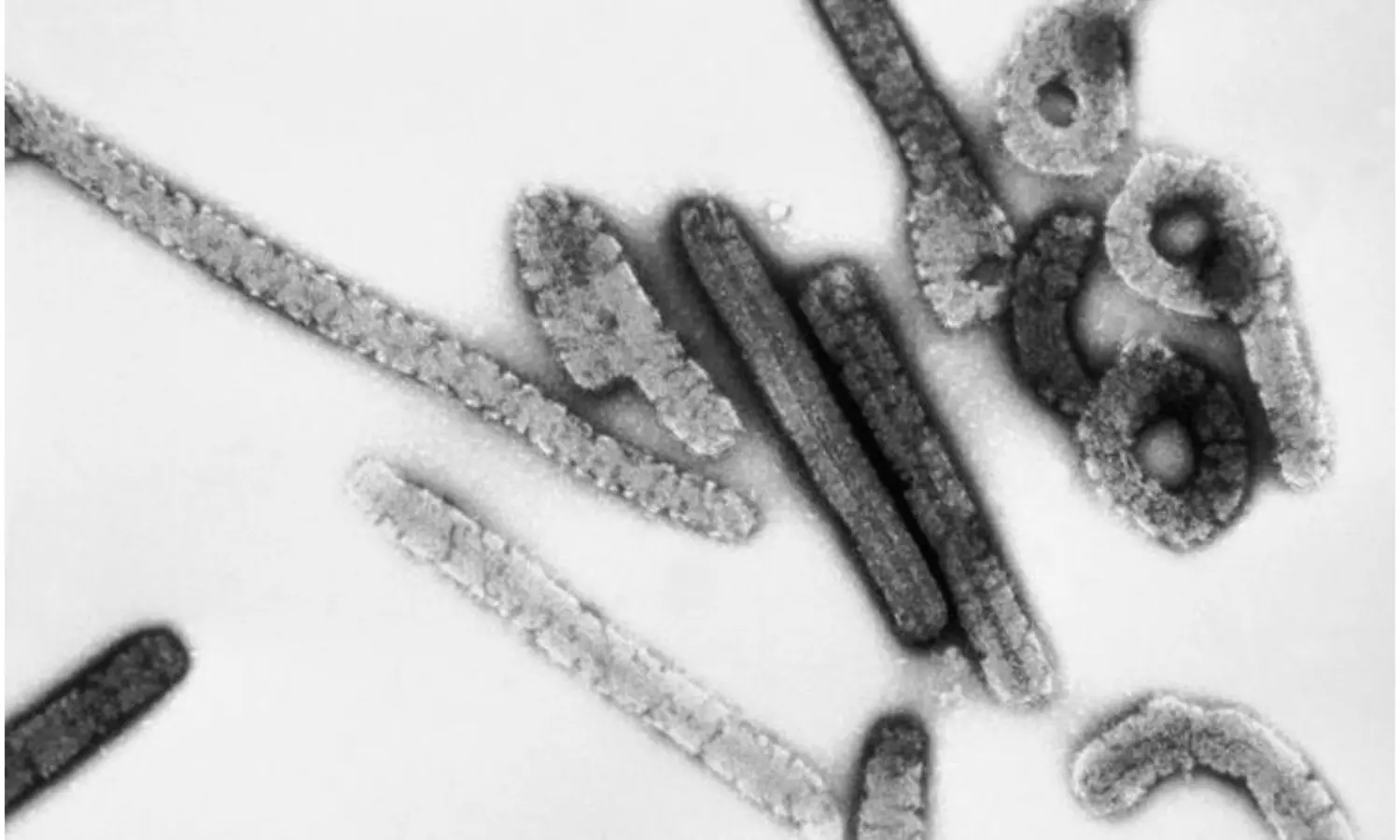 కరోనా కంటే కర్కశంగా మరో వైరస్