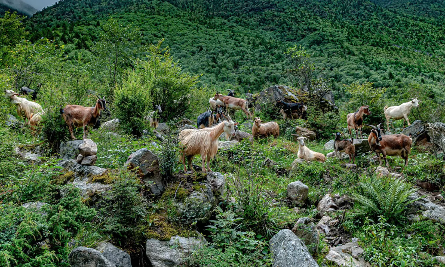 అడవుల్లోకి రూ.కోటి మేకలను వదిలితే ఆ సమస్య సాల్వ్..! అడవుల్లోకి రూ.కోటి మేకలను వదిలితే ఆ సమస్య సాల్వ్..!