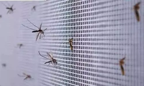 దోమలకు దోమలతోనే చెక్.. బ్రెజిల్ కొత్త అస్త్రం